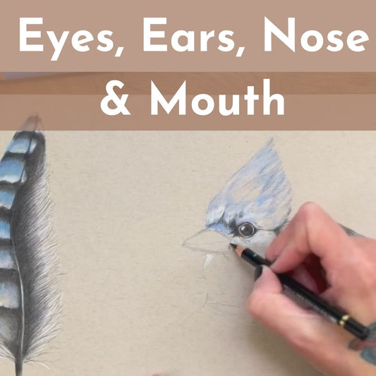 Eyes, Ears, Nose, and Mouth