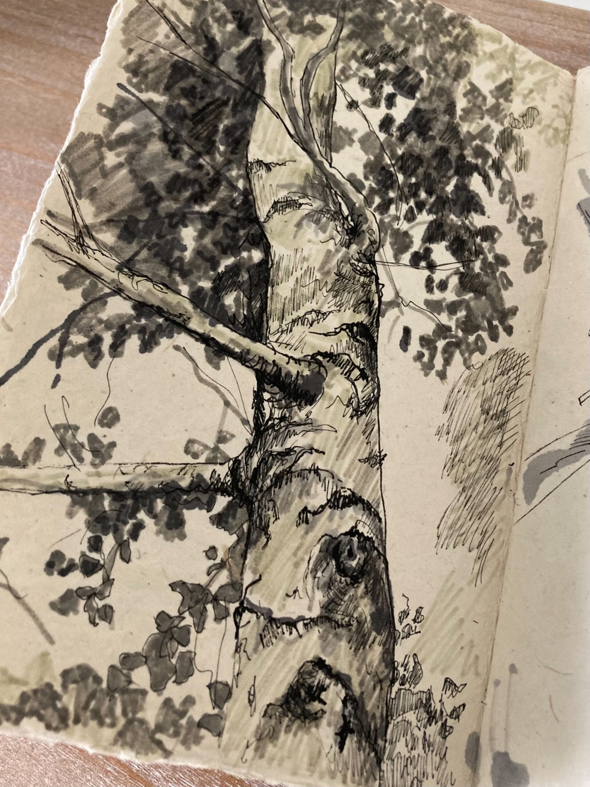 Pen & Ink Birch Tree (9/10) August 18, 2021